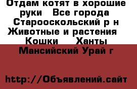 Отдам котят в хорошие руки - Все города, Старооскольский р-н Животные и растения » Кошки   . Ханты-Мансийский,Урай г.